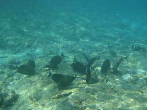 Kona snorkeling